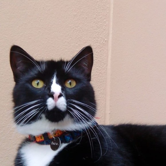 Meet your Posher, Eugene & Rodi - Picture 1 of 1